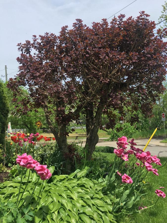 Strathaird Bed And Breakfast Niagara Falls Extérieur photo